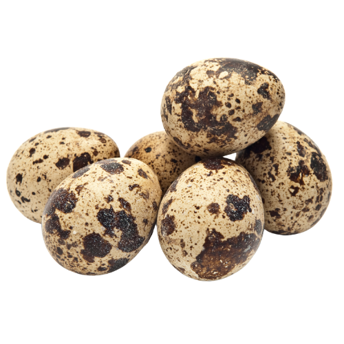 Quail Eggs 