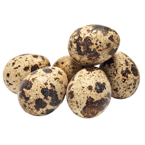 Quail Eggs 